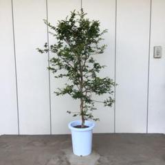 ジャボチカバ　小葉種 ジャボチカバ 小葉種 特大苗木 - メルカリ