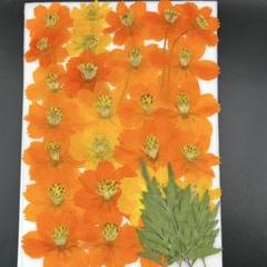 押し花素材　　3521 黄花コスモス