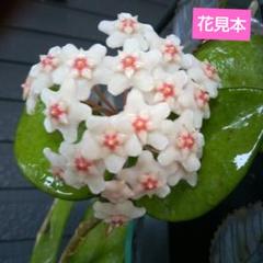 ホヤ プビカリクス シルバーゴースト 【現品・鉢付・タグ付・メルカリ便】 オークション】ホヤ プビカリクス シルバーゴースト【現品・鉢付