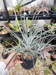 hechtia sp. san mateo penasco　ヘクチアのサムネイル