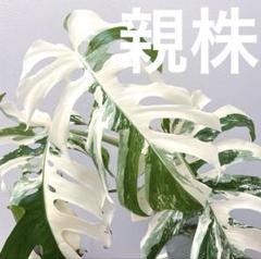 【鉢ごと発送】斑入りモンステラ ハーフムーン 小苗発根株 A 鉢ごと発送】斑入りモンステラ ハーフムーン 小苗発根株 A