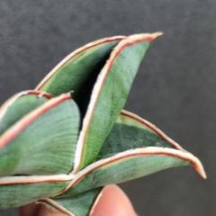 お*も様 【週末特別値引き】 サンスベリア　ロリダ 斑入り　希少　輸入　極上　サ お*も様 【週末特別値引き】 サンスベリア ロリダ 斑入り 希少