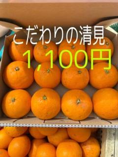 清見 柑橘
