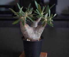 パキポディウム　カクチペス　現地球　コレクション株 pachypodium cactipes《 大きめS size》※現地球発根済株※店主国内