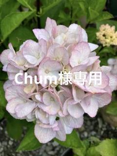 来年育成用アジサイ5種♡メルカリ便 来年育成用アジサイ5種♡メルカリ便 - メルカリ