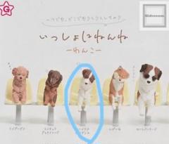 2025年最新】コーイケルホンディエの人気アイテム - メルカリ