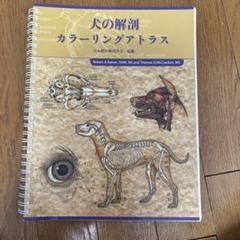 ベテリナリー・アナトミー 犬と猫の解剖カラーアトラス　獣医学 ベテリナリー・アナトミー 犬と猫の解剖カラーアトラス 第2版