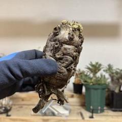 1*4様 EM04 ユーフォルビア ムランジーナ 現地球 輸入即出品