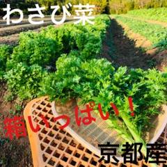 わさび菜 サラダ 鍋 宅急便コンパクト箱いっぱい 無農薬 野菜 京都産