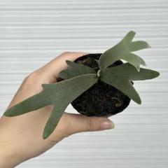 k様メルカリ便！P. willinckii ’Jenny’ TC 1625 ビカクシダ P.willinckii 'Jenny' TC From Yuan - メルカリ
