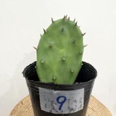大丸盆　ご確認　専用 Amazon.co.jp: オプンチア 大丸盆 4.5号鉢 サボテン Opuntia