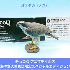 希少【海洋堂】チョコＱ 海洋堂大博覧会限定　ＳＰエディション オオタカ（メス）