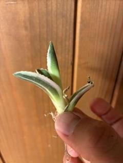 斑入り】スナグルトゥース 鉢ごとメルカリ便発送 - メルカリ