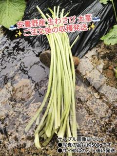 ご注文後に収穫！ 2kg 安曇野産 わさびの太茎 わさび漬け わさび 生わさび ご注文後に収穫！ 1kg 安曇野産 わさびの太茎 わさび漬け わさび