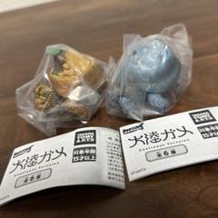 大陸ガメ　セット