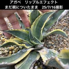希少 アガベ リップルエフェクト 斑入り 綺麗 子株
