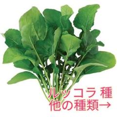 野菜種☆ルッコラ☆変更→つるなしいんげん 小蕪 つるむらさき ほうれん草
