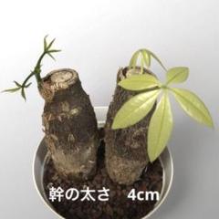 【ヒロ様　確認用】パキラ　ムーンライト　レモンライム　2種 ヒロ様 確認用】パキラ ムーンライト レモンライム 2種 - メルカリ