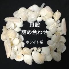 貝殻　ホワイト系　詰め合わせ