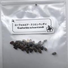 種10粒 Euphorbia schoenlandii - メルカリ