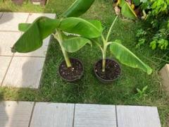 ◎SALE ⭐︎豊産性 ⭐︎低木 ⭐︎耐寒性強⭐︎ ドワーフナムワ