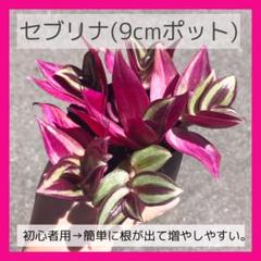 セブリナ・1個【ポトス 斑入り ベビーサンローズのように簡単!初心者向き!】