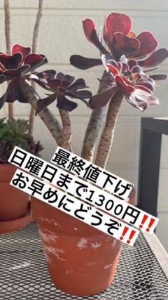 黒法師の中古 未使用品 メルカリ 黒法師の中古 未使用品 メルカリ