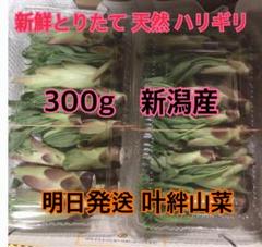 【本日朝採れ】天然山菜 極上ハリギリ 1kg超え 天然山菜わらび【朝採り天然わらび10kg】山形県朝日連峰〜飯豊