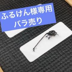 ※ふるけん※首が長すぎるオトシブミ【標本】 ブランドのギフト ふるけん様専用※首が長すぎるオトシブミ【標本