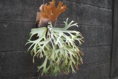 P.willinckii ' 月光爪哇 ' OC - メルカリ