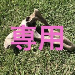 流木　インテリア　エアプランツ　置物　台　多肉　植物　アクアリュウム