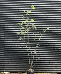 山採り天然　アオダモ　５本立ち　11 アオダモ 5本立ち 山採り 苗木・植木