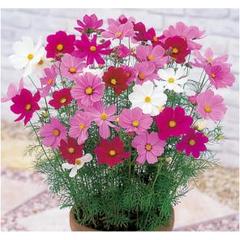 (コスモス様) 花の種 コスモス ドワーフセンセーション 矮性 - メルカリ
