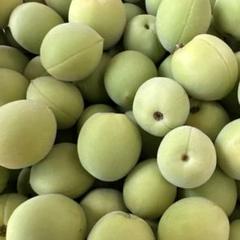 Nana様　山梨県産　樹成り中熟~完熟　白加賀梅　25kg　青梅 終了 夏場の塩分補給。梅干し用（青梅：白加賀）：山梨県産の白加賀
