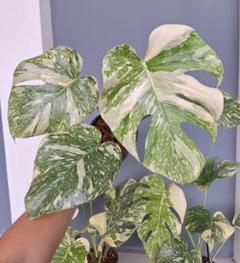 モンステラ デリシオーサ ホワイトモンスター(Monstera