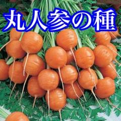 丸人参 の種 300粒