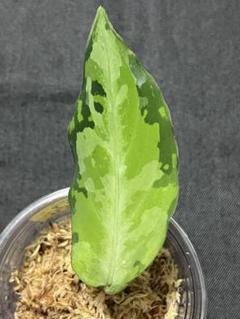 多様な アグラオネマ ピクタム トリカラー エンドア 【LA0915-03j その他観葉植物