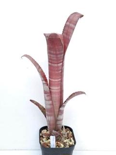 ビルベルギア タンクブロメリア ステアウェイトゥヘブン ビルベルギア・ステアウェイ トゥ ヘブン Billbergia Stairway