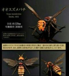 いきもの大図鑑アドバンス スズメバチ02 オオスズメバチ　バンダイ　ガチャのサムネイル
