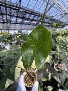 アロカシア スティンググレイ オーレア Alocasia Stingray アロカシア スティングレイ