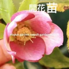 クリスマスローズ　sd小輪筒型ダークネクタリー (ムルチ交配)　　大木ナーセリー クリスマスローズ sd小輪筒型ダークネクタリー (ムルチ交配