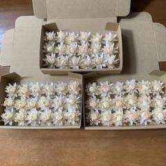 ヘリクリサムドライフラワー　モハーブ　貝細工　花材　リース　ハーバリウムのサムネイル