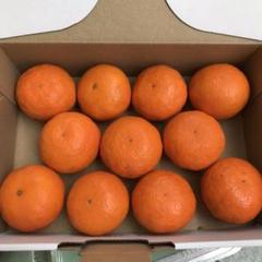 愛媛県産 高級みかん カラマンダリン