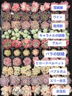 M15厳選10種70苗セット名前付き 多肉植物エケベリア レア種 韓国苗 土根付 M15厳選10種70苗セット名前付き 多肉植物エケベリア レア種 韓国