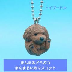 2025年最新】まんまるいぬトイプードルの人気アイテム - メルカリ