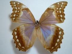 ミズノ　Morpho azulita 蝶 標本 ブラジル産　まとめ売り Amazon.co.jp: 蝶の標本 キプリスモルフォ Morpho cypris