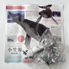 2025年最新】ネイチャーテクニカラー ザトウクジラの人気