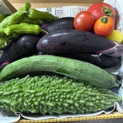 新鮮な野菜セット（きゅうり、ナス、人参 韓国かぼちゃ） 朝採れ新鮮お野菜セット お得 60サイズ きゅうり 人参 かぼちゃ