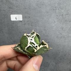 包心龍 子株6個＋cok-GC01子株セット Agave titanota 【包心龍】① 希少種 子株 アガベ チタノタ