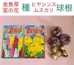 金魚草と菜の花の種*ヒヤシンスとムスカリの球根